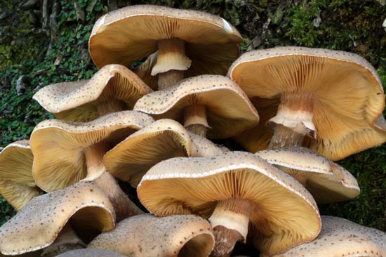Armillaria mellea - Fungi species | sokos jishebi | სოკოს ჯიშები